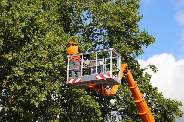 Emergency Storm Tree Removal in Lincoln Village, CA